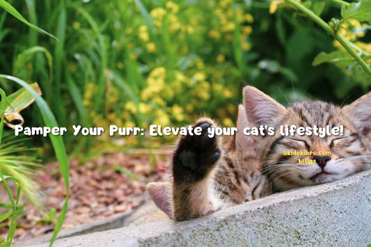 Pamper Your Purr: Elevate your cat's lifestyle!