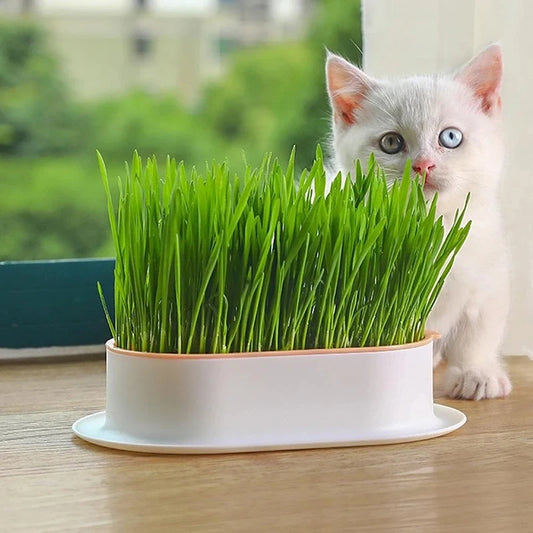 Hydroponic Cat Grass Growing Kit - Self-Watering Plant Tray for Pet Cats